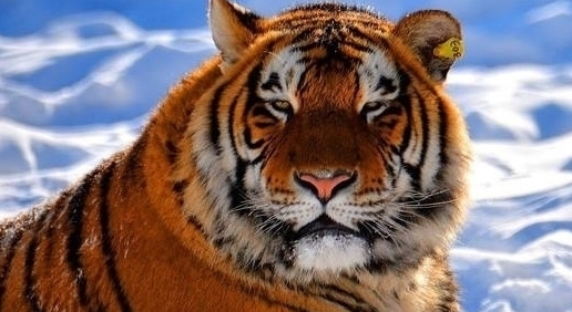 中国东北虎被退货，只因平时太社会？网友：低调不是大哥